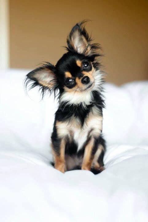 chihuahua sitting on the bed