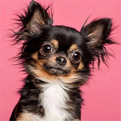 chihuahua in a pink background