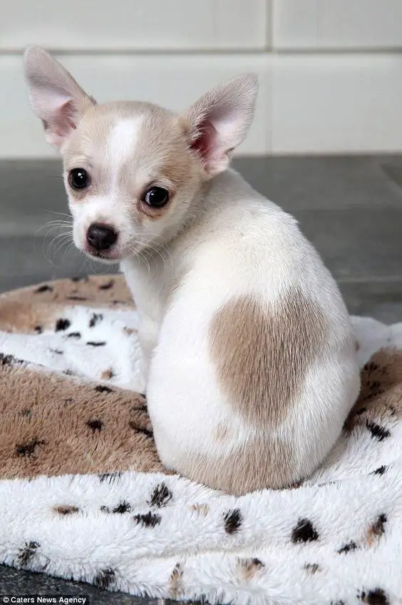 chihuahua with a heart shaped pattern on its back