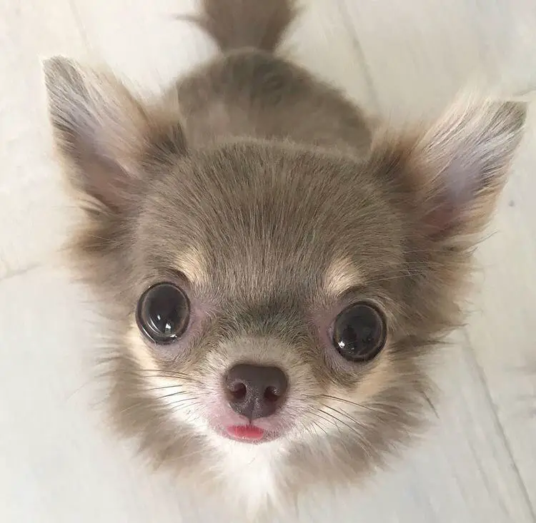 chihuahua sitting on the floor