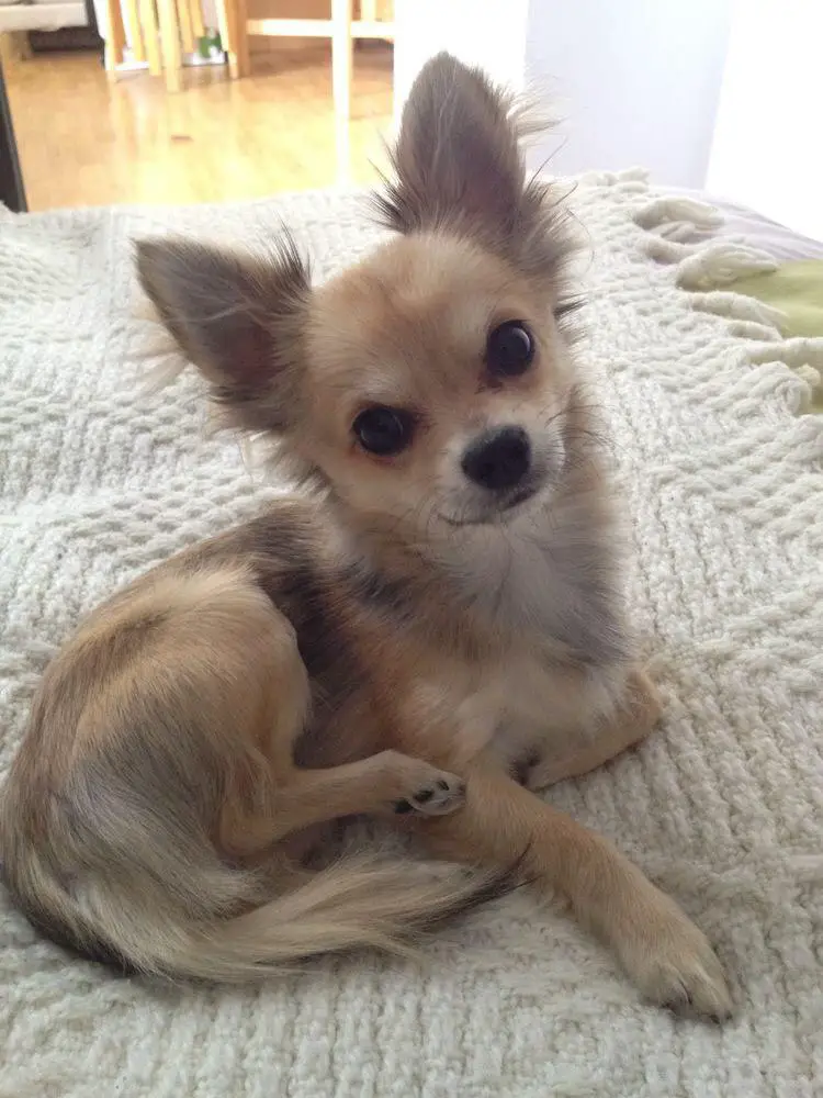 chihuahua sitting on the blanket