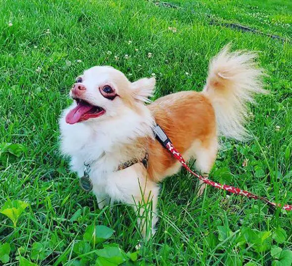 chihuahua taking a walk in the field of green grass and wildflowers