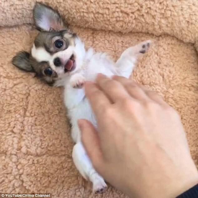 belly rubbing a chihuahua puppy