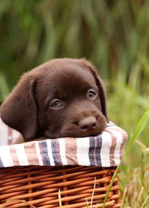 A chocolate brown Labrador puppy in a basket in the garden