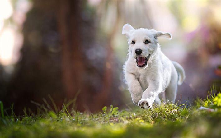 A white Labrador puppy running in the forest