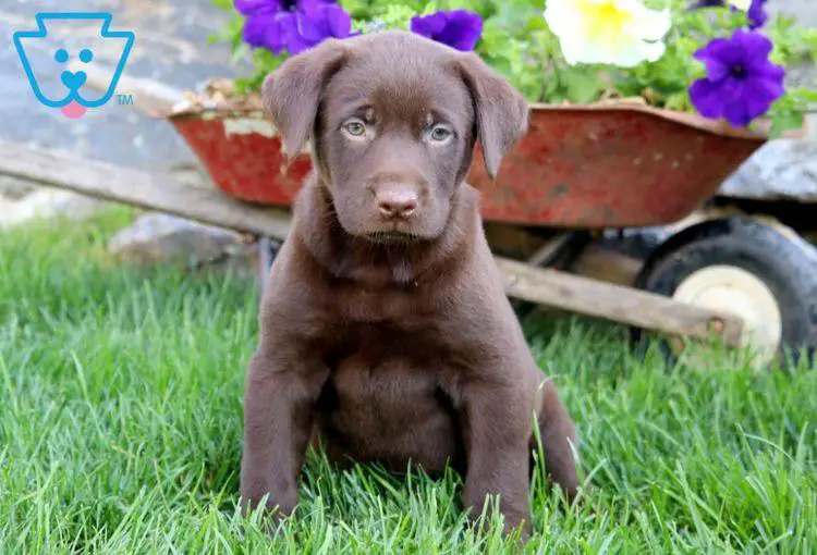 A chocolate brown Labrador puppy sitting on the grass in the garden