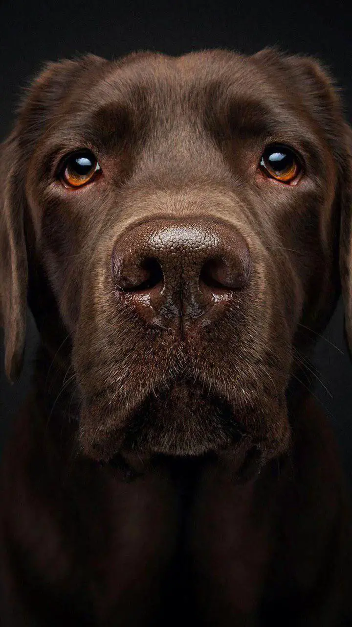 A chocolate brown Labrador with its begging eyes