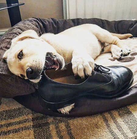 A Labrador puppy lying on its bed while biting a shoe