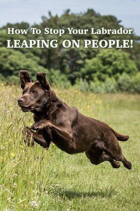 photo of a brown Labrador running in the forest and with text - How to stop your labrador from leaping on people!
