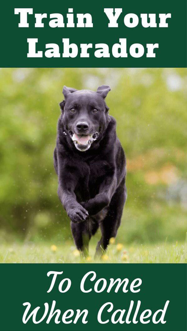 photo of a happily running Labrador with title - Train your Labrador to come when called
