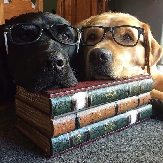 two Labradors wearing glasses with their faces on top of the pile of book at the table