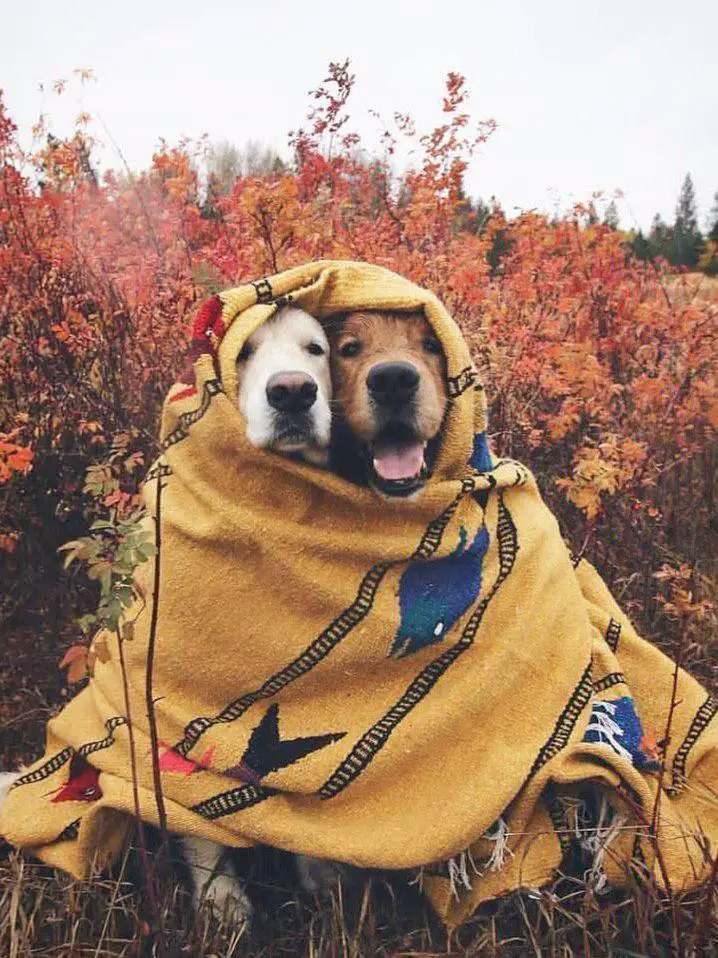 two Labrador sitting next to each other while wrapped in a blanket in the forest