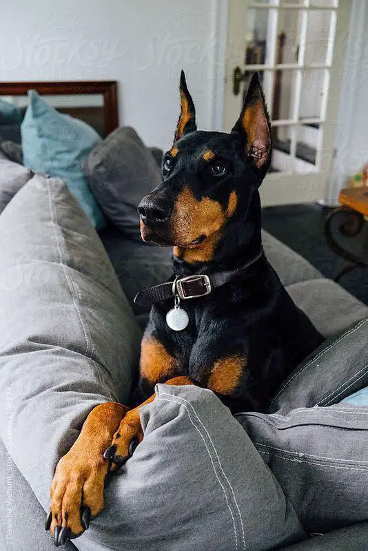 A Doberman lying on the couch