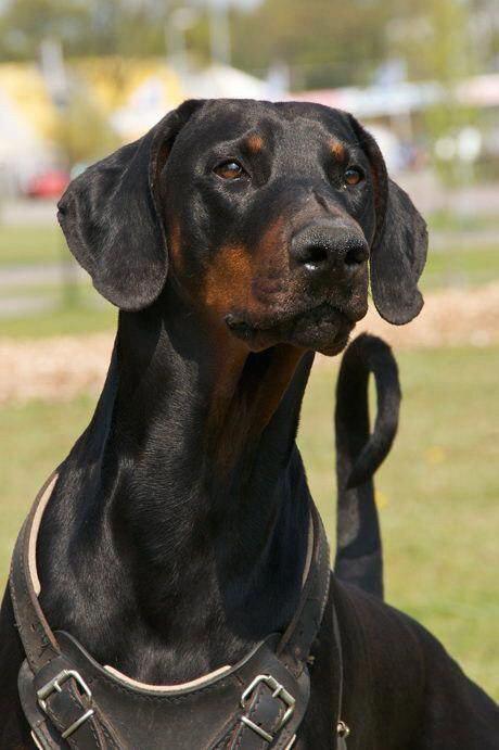 A Doberman at the park while staring at something