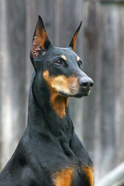 A sleek Doberman staring hard