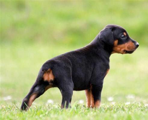 A Doberman puppy standing on the grass in the yard