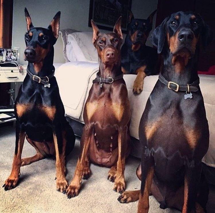 three Doberman sitting on the floor and one Doberman is lying on top of the bed