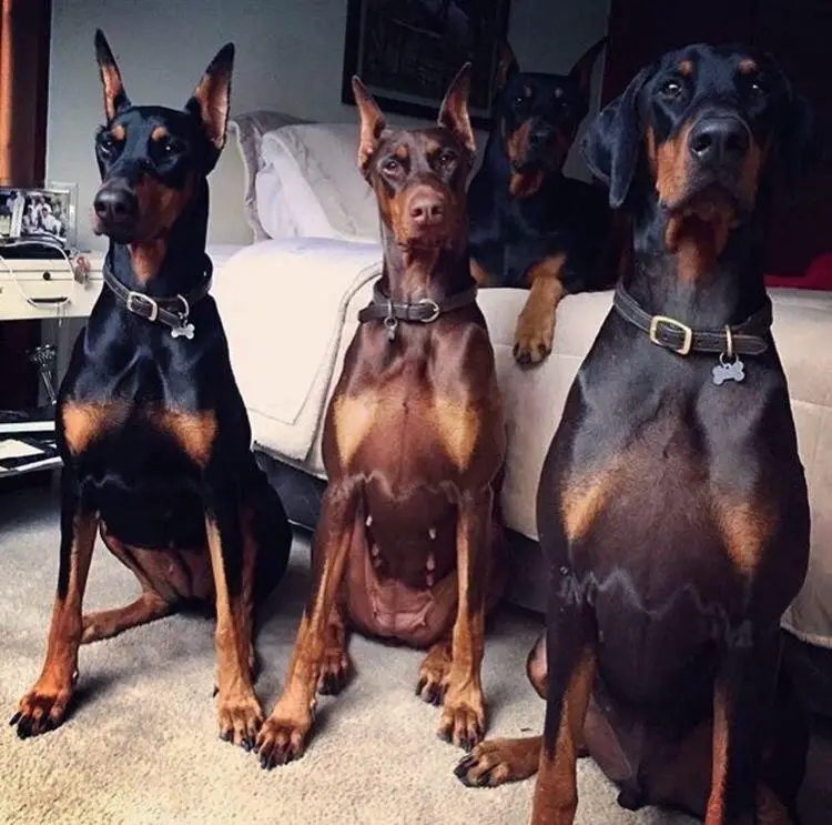 three Doberman sitting on the floor and one Doberman is lying on top of the bed