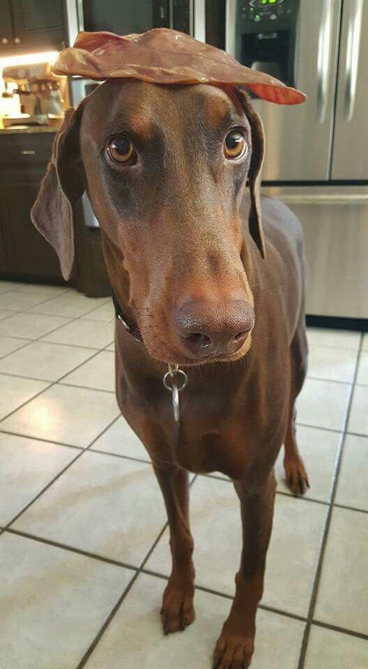 A Doberman standing on the floor with a food on top of its head