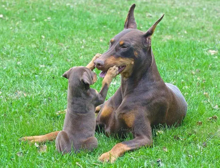 An adult and puppy Doberman lying on the grass in the yard