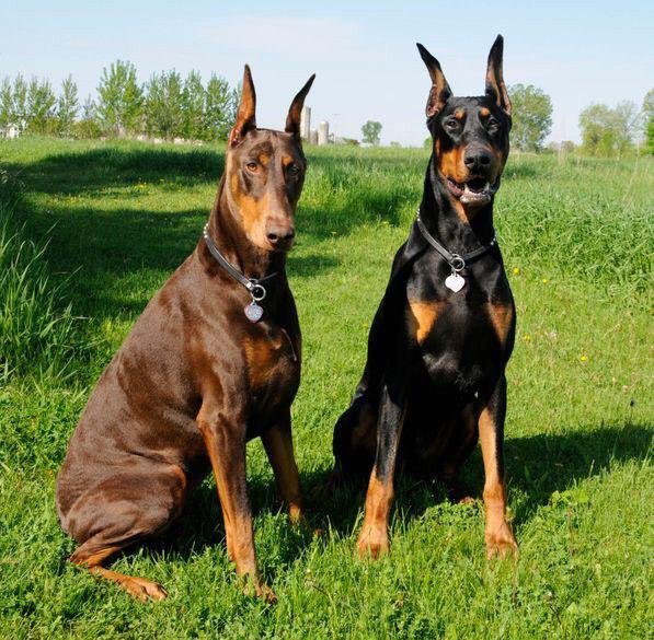 two Doberman sitting on the grass in the mountain