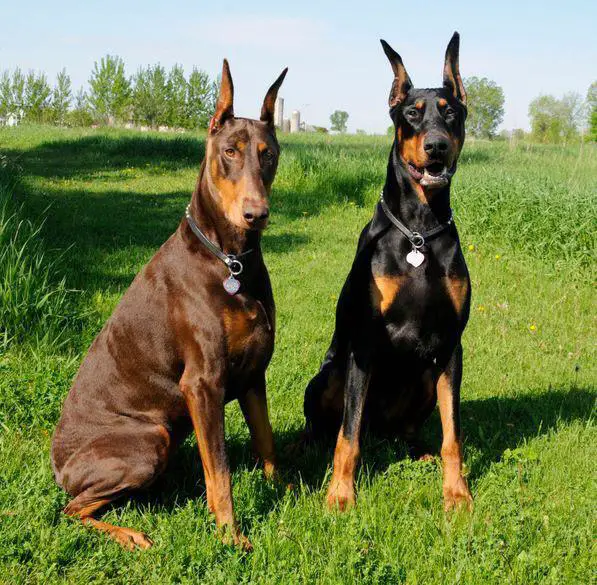 two Doberman sitting on the grass in the mountain