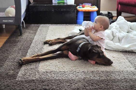 A Doberman lying in the carpet with a baby