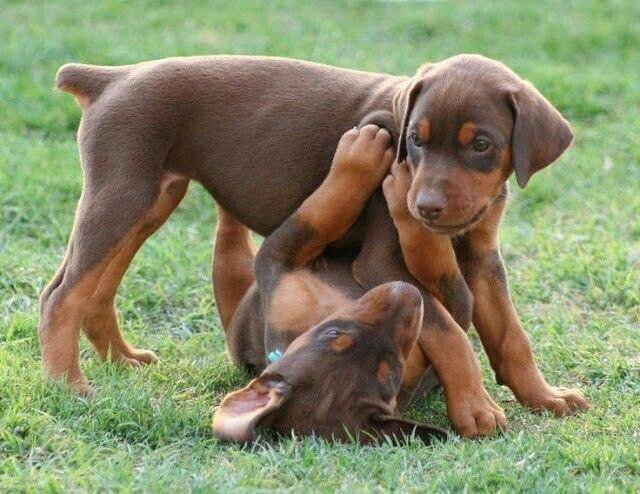 two Doberman puppies playing in the yard