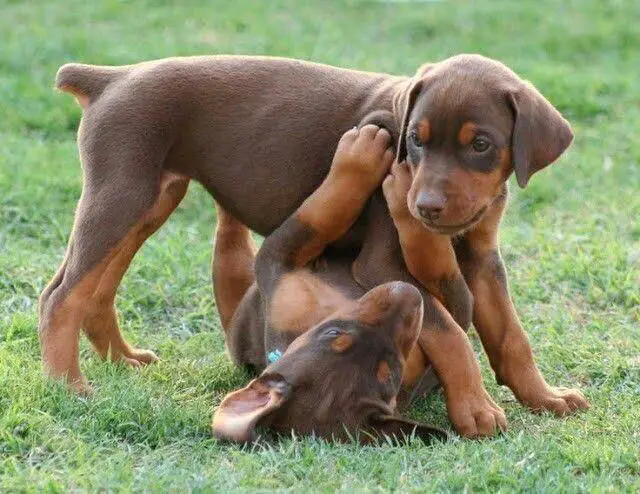 two Doberman puppies playing in the yard