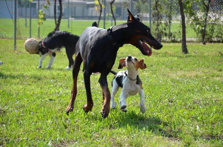 A Doberman playing with a small dog at the park