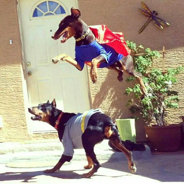 two Dobermans playing in the front door