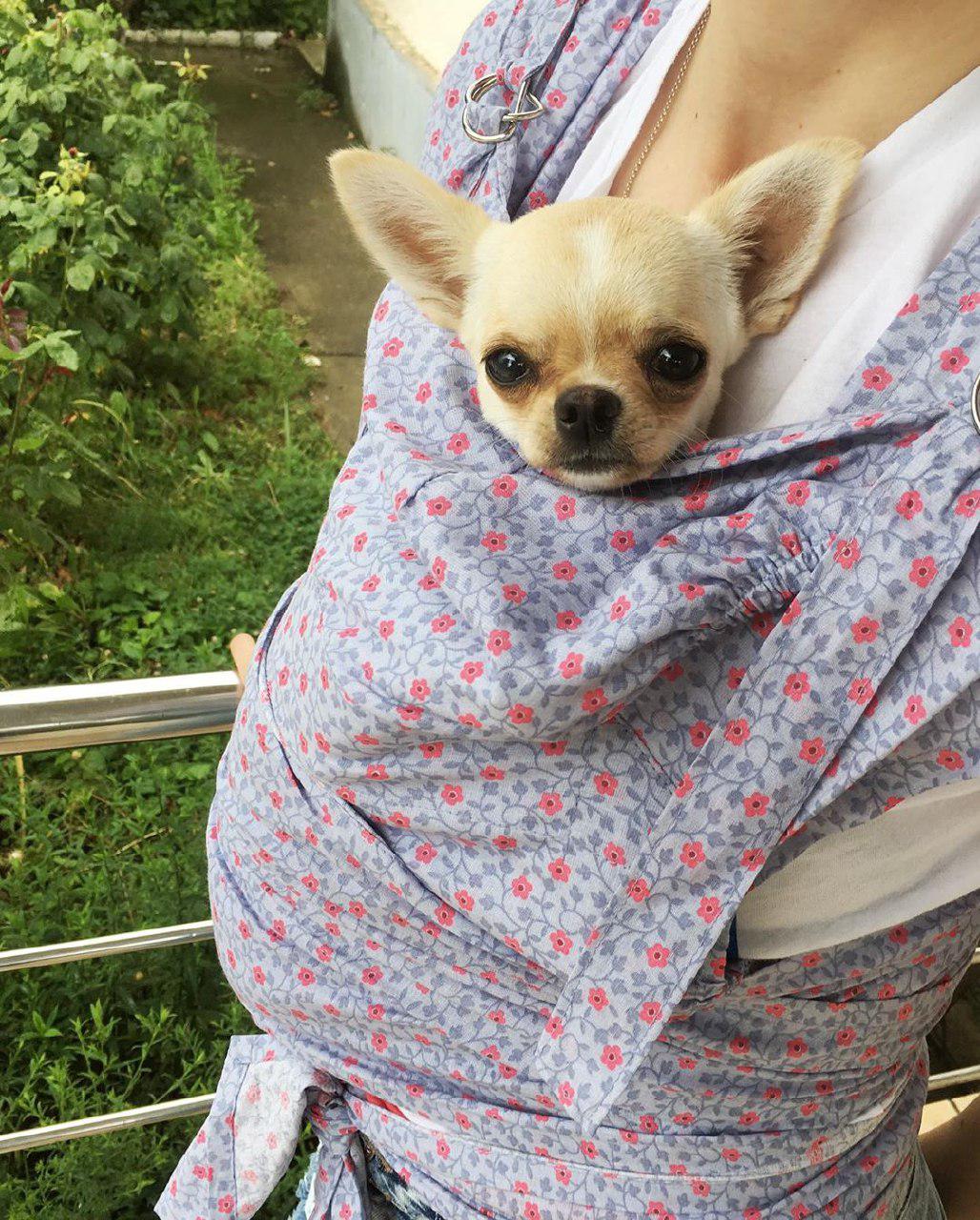 A Chihuahua in a baby body carrier in the balcony