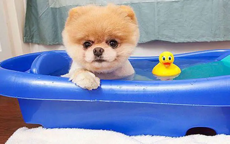 A Pomeranian inside the baby's bath tub with a duck toy