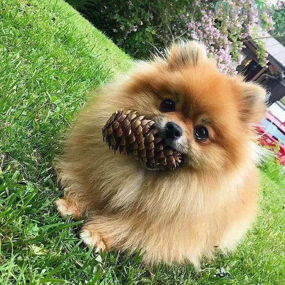 A Pomeranian with a cone in its mouth while standing on the grass in the yard