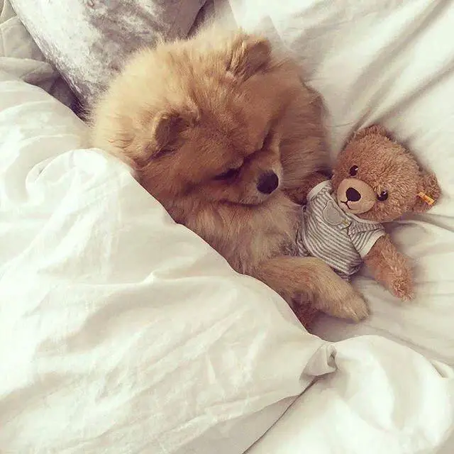 A Pomeranian lying on the bed with its teddy bear