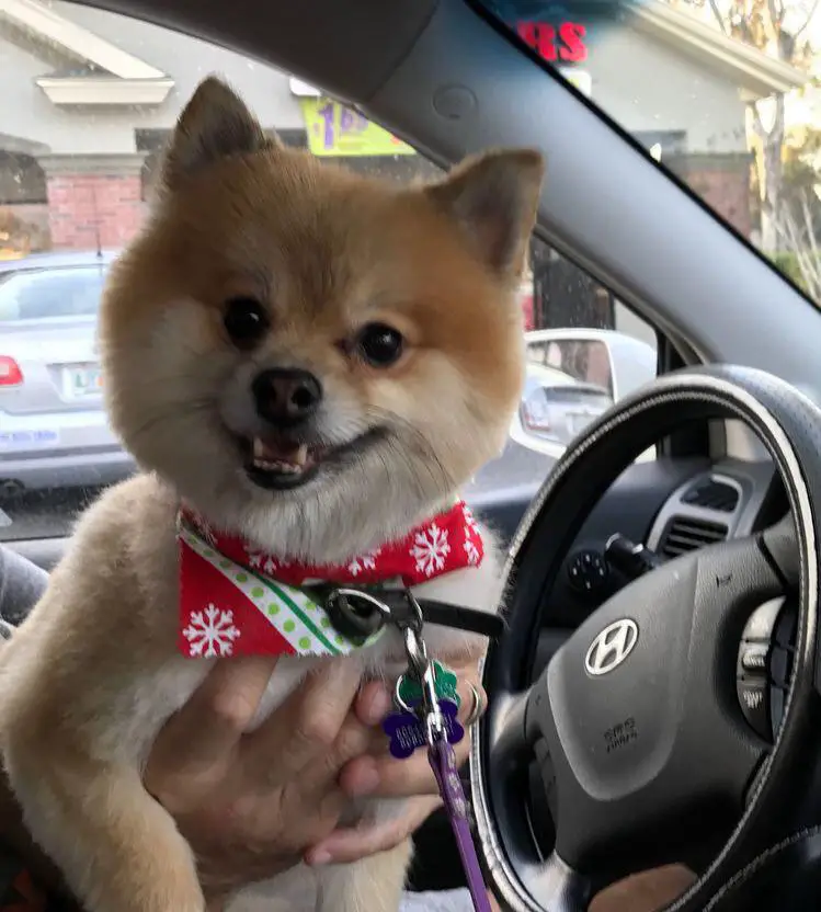 A Pomeranian being held by a person sitting in the driver's seat