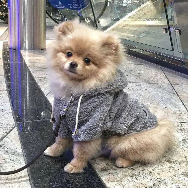 A Pomeranian wearing a sweater while sitting on the floor inside the mall