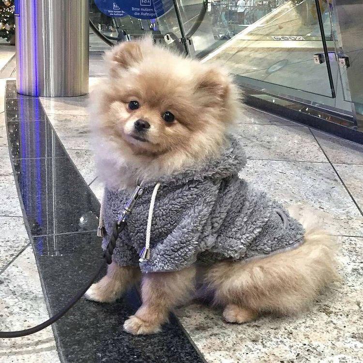 A Pomeranian wearing a sweater while sitting on the floor inside the mall