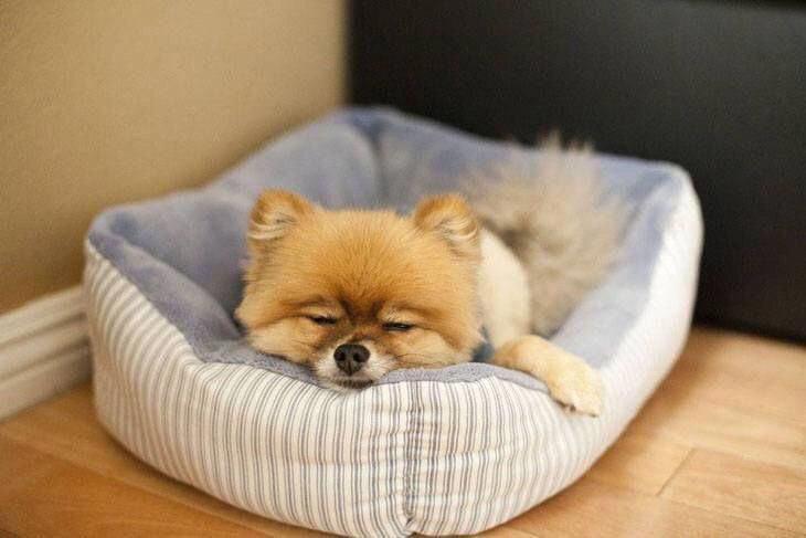A Pomeranian sleeping on its bed