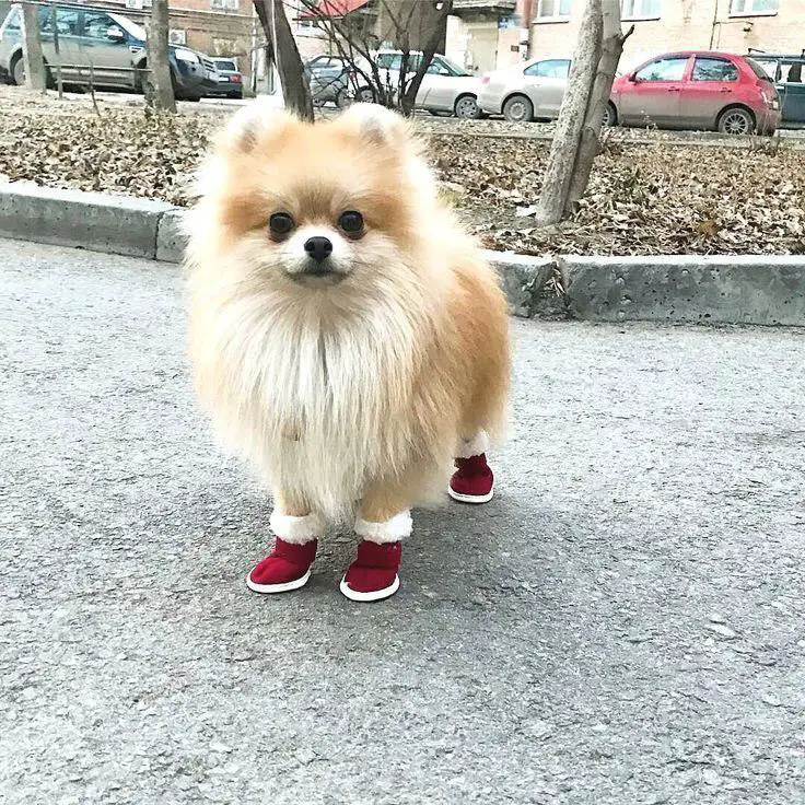 A Pomeranian wearing red shoes while standing on the pavement