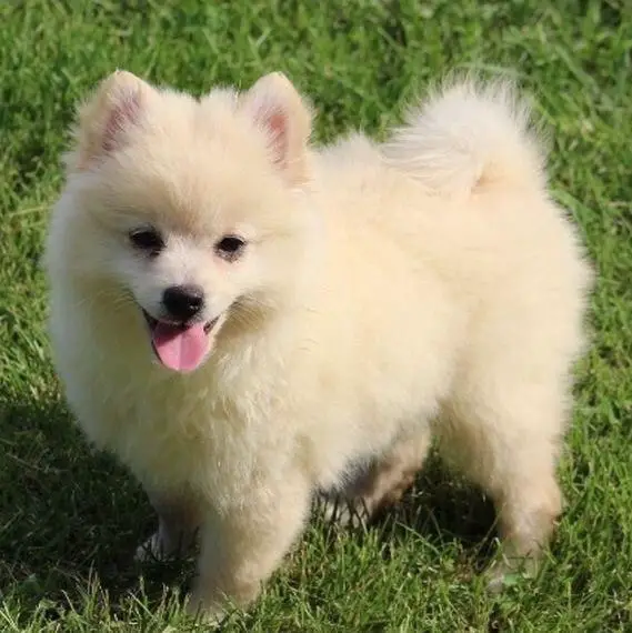 A Pomeranian standing on the grass while smiling with its tongue out