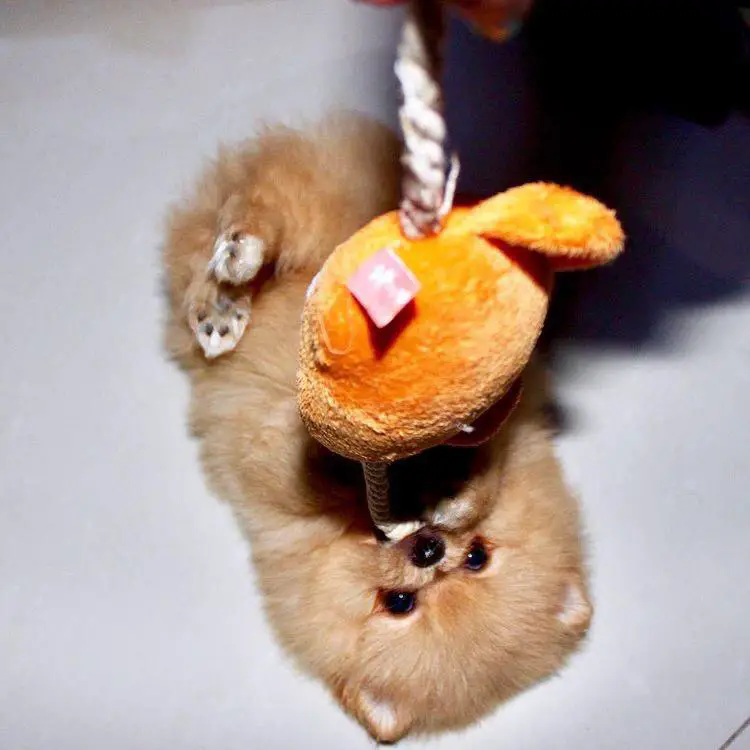 A Pomeranian puppy lying on its back while playing with its toy