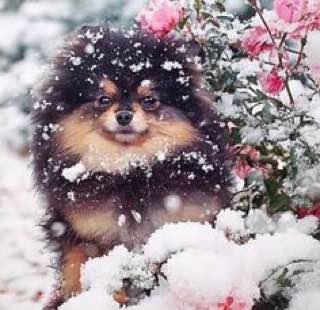 A Pomeranian sitting behind the plants on a winter