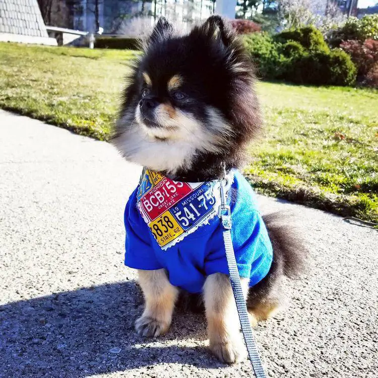 A Pomeranian wearing a colorful scarf and blue shirt while sitting on the pavement at the park