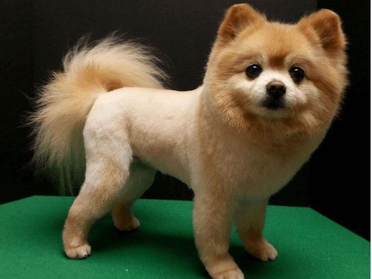 A freshly groomed Pomeranian standing on top of the grooming table