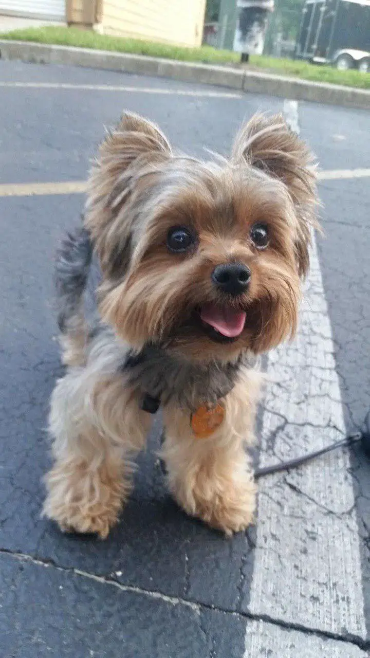 excited Yorkshire Terrier taking a walk