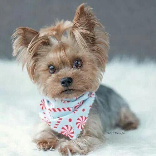Yorkshire Terrier wearing a candy printed scarf