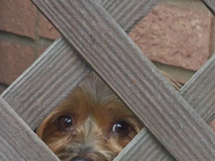 Yorkshire Terrier peeking behind the fence