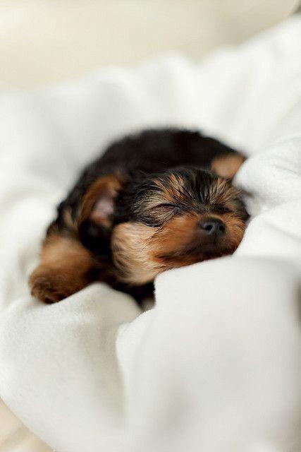 Yorkshire Terrier puppy sleeping soundly in bed