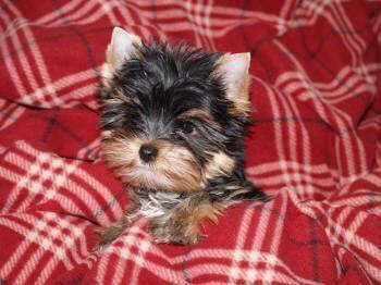 Yorkshire Terrier puppy in bed snuggled up in blanket